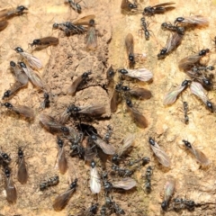 Iridomyrmex sp. (genus) at Hackett, ACT - 19 May 2019 01:45 PM