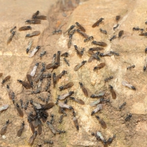 Iridomyrmex sp. (genus) at Hackett, ACT - 19 May 2019 01:45 PM