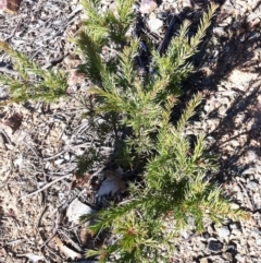 Grevillea rosmarinifolia subsp. rosmarinifolia (Rosemary Grevillea) at Hughes Grassy Woodland - 15 May 2019 by ruthkerruish