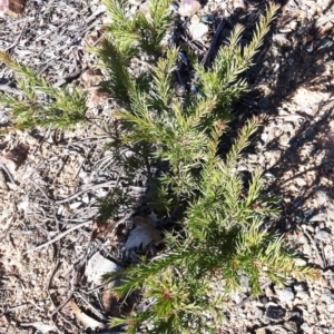 Grevillea rosmarinifolia subsp. rosmarinifolia at Hughes, ACT - 15 May 2019