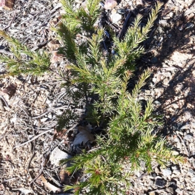 Grevillea rosmarinifolia subsp. rosmarinifolia (Rosemary Grevillea) at Hughes Grassy Woodland - 15 May 2019 by ruthkerruish