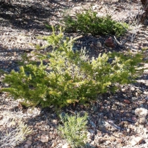 Grevillea rosmarinifolia subsp. rosmarinifolia at Hughes, ACT - 15 May 2019