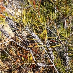 Callistemon sp. (A Bottlebrush) at Hughes Grassy Woodland - 15 May 2019 by ruthkerruish