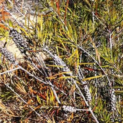 Callistemon sp. (A Bottlebrush) at Hughes Grassy Woodland - 15 May 2019 by ruthkerruish