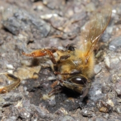 Milichiidae (family) (Freeloader fly) at Acton, ACT - 16 May 2019 by TimL