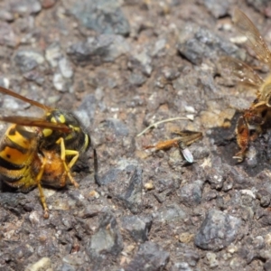 Milichiidae (family) at Acton, ACT - 16 May 2019 01:09 PM