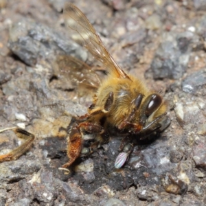 Milichiidae (family) at Acton, ACT - 16 May 2019 01:09 PM