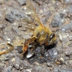 Milichiidae (family) at Acton, ACT - 16 May 2019 01:09 PM