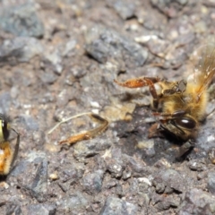 Milichiidae (family) at Acton, ACT - 16 May 2019 01:09 PM