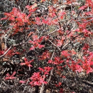 Pistacia chinensis at Deakin, ACT - 15 May 2019