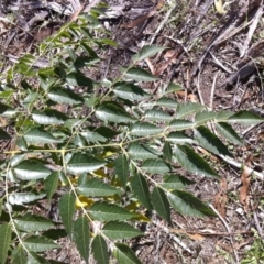 Melia azedarach (White Cedar) at Hughes, ACT - 15 May 2019 by ruthkerruish