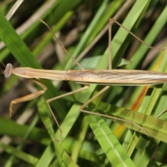 Tenodera australasiae (Purple-winged mantid) at ANBG - 16 May 2019 by TimL