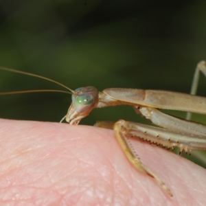 Tenodera australasiae at Acton, ACT - 16 May 2019 11:51 AM