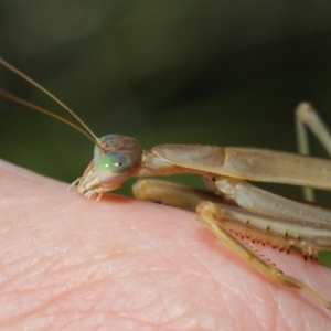 Tenodera australasiae at Acton, ACT - 16 May 2019 11:51 AM