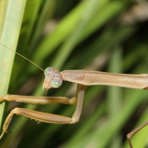 Tenodera australasiae at Acton, ACT - 16 May 2019