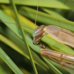 Tenodera australasiae at Acton, ACT - 16 May 2019 11:51 AM