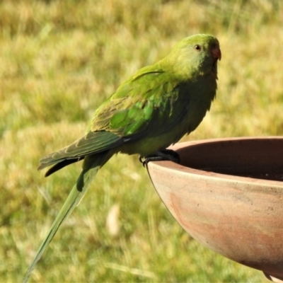 Polytelis swainsonii (Superb Parrot) at Wanniassa, ACT - 23 May 2019 by JohnBundock