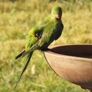 Polytelis swainsonii at Wanniassa, ACT - 23 May 2019