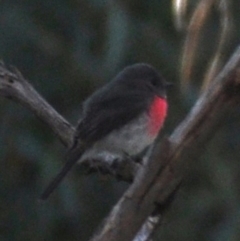 Petroica rosea (Rose Robin) at ANBG - 23 May 2019 by MattM