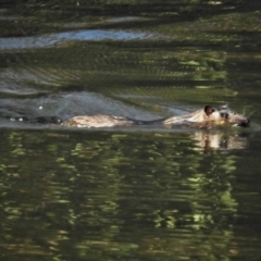 Hydromys chrysogaster (Rakali or Water Rat) at Fyshwick, ACT - 23 May 2019 by JohnBundock