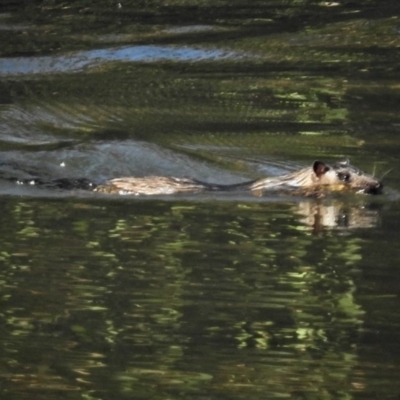 Hydromys chrysogaster (Rakali or Water Rat) at Jerrabomberra Wetlands - 23 May 2019 by JohnBundock