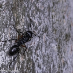 Polyrhachis sp. (genus) (A spiny ant) at Garran, ACT - 17 May 2019 by JonSteinbeck