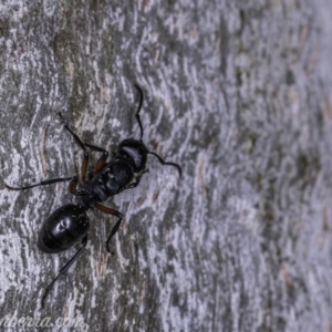 Polyrhachis sp. (genus) at Garran, ACT - 17 May 2019 05:20 PM