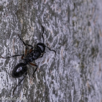 Polyrhachis sp. (genus) (A spiny ant) at Garran, ACT - 17 May 2019 by JonSteinbeck