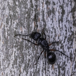 Polyrhachis sp. (genus) at Garran, ACT - 17 May 2019