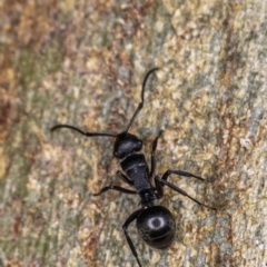 Polyrhachis sp. (genus) at Garran, ACT - 17 May 2019 05:20 PM