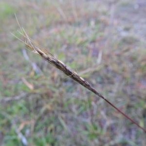 Bothriochloa macra at Kambah, ACT - 23 May 2019 04:37 PM