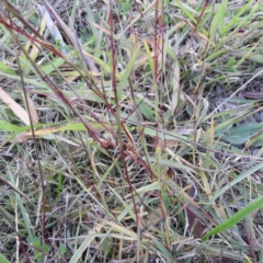 Bothriochloa macra at Kambah, ACT - 23 May 2019 04:37 PM