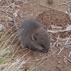 Mastacomys fuscus (Broad-toothed Rat) at Kosciuszko National Park, NSW - 8 Apr 2019 by NSWBionetAtlas
