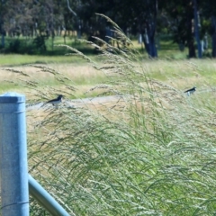 Epthianura albifrons (White-fronted Chat) at Hackett, ACT - 25 Nov 2016 by someruMel