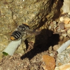 Megachile (Eutricharaea) maculariformis (Gold-tipped leafcutter bee) at Acton, ACT - 22 May 2019 by HelenCross