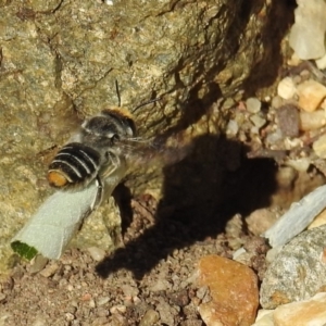 Megachile (Eutricharaea) maculariformis at Acton, ACT - 22 May 2019 01:10 PM