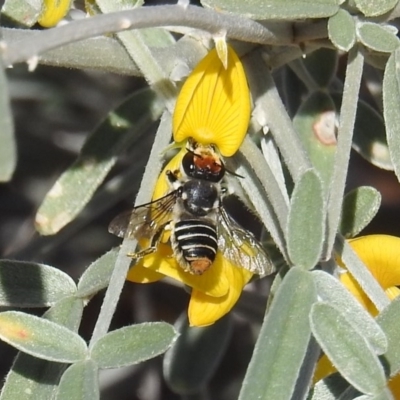 Megachile (Eutricharaea) maculariformis (Gold-tipped leafcutter bee) at ANBG - 17 May 2019 by HelenCross