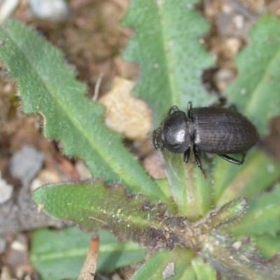 Adelium pustulosum (Darkling beetle) at QPRC LGA - 23 Nov 2018 by natureguy