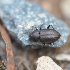 Adelium pustulosum at Wamboin, NSW - 23 Nov 2018