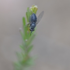 Australiphthiria (genus) (Bee fly) at Wamboin, NSW - 24 Nov 2018 by natureguy