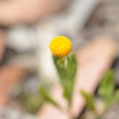 Chrysocephalum apiculatum (Common Everlasting) at Wamboin, NSW - 24 Nov 2018 by natureguy