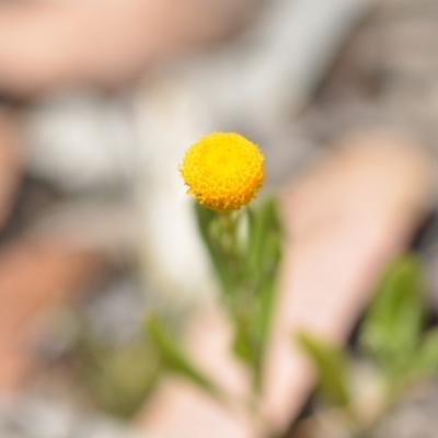 Chrysocephalum apiculatum (Common Everlasting) at QPRC LGA - 24 Nov 2018 by natureguy