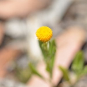 Chrysocephalum apiculatum at Wamboin, NSW - 24 Nov 2018