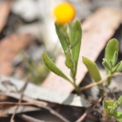 Chrysocephalum apiculatum at Wamboin, NSW - 24 Nov 2018 03:06 PM