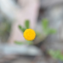 Chrysocephalum apiculatum at Wamboin, NSW - 24 Nov 2018