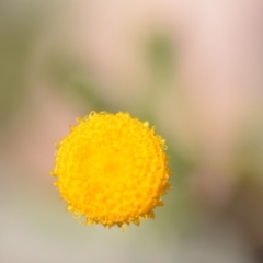 Chrysocephalum apiculatum at Wamboin, NSW - 24 Nov 2018