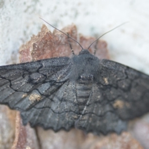 Melanodes anthracitaria at Wamboin, NSW - 24 Nov 2018 09:37 PM