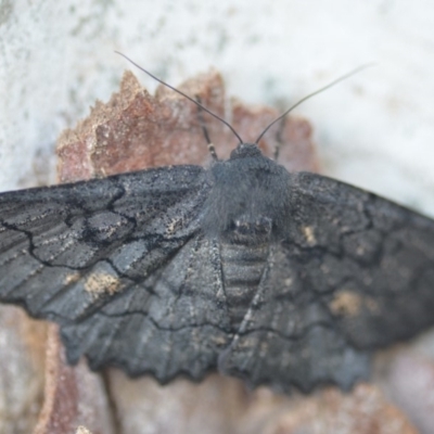 Melanodes anthracitaria (Black Geometrid) at Wamboin, NSW - 24 Nov 2018 by natureguy