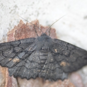 Melanodes anthracitaria at Wamboin, NSW - 24 Nov 2018 09:37 PM