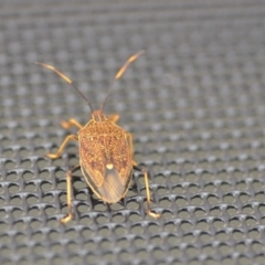 Poecilometis strigatus (Gum Tree Shield Bug) at QPRC LGA - 25 Nov 2018 by natureguy